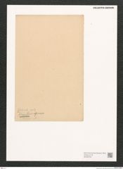 Diatomeae indet. Zeichnungen Sammlung Grunow (NHMW-BOT-W0369793)